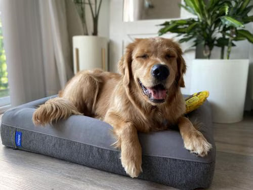 Casper Bolster Dog Bed, Sand, Large