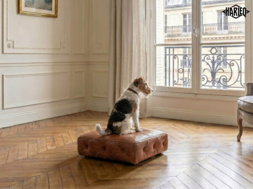 Cushion Minimal Luxury Dog Sofa Bed