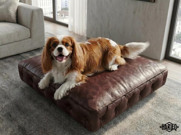 Cushion Minimal Luxury Dog Sofa Bed